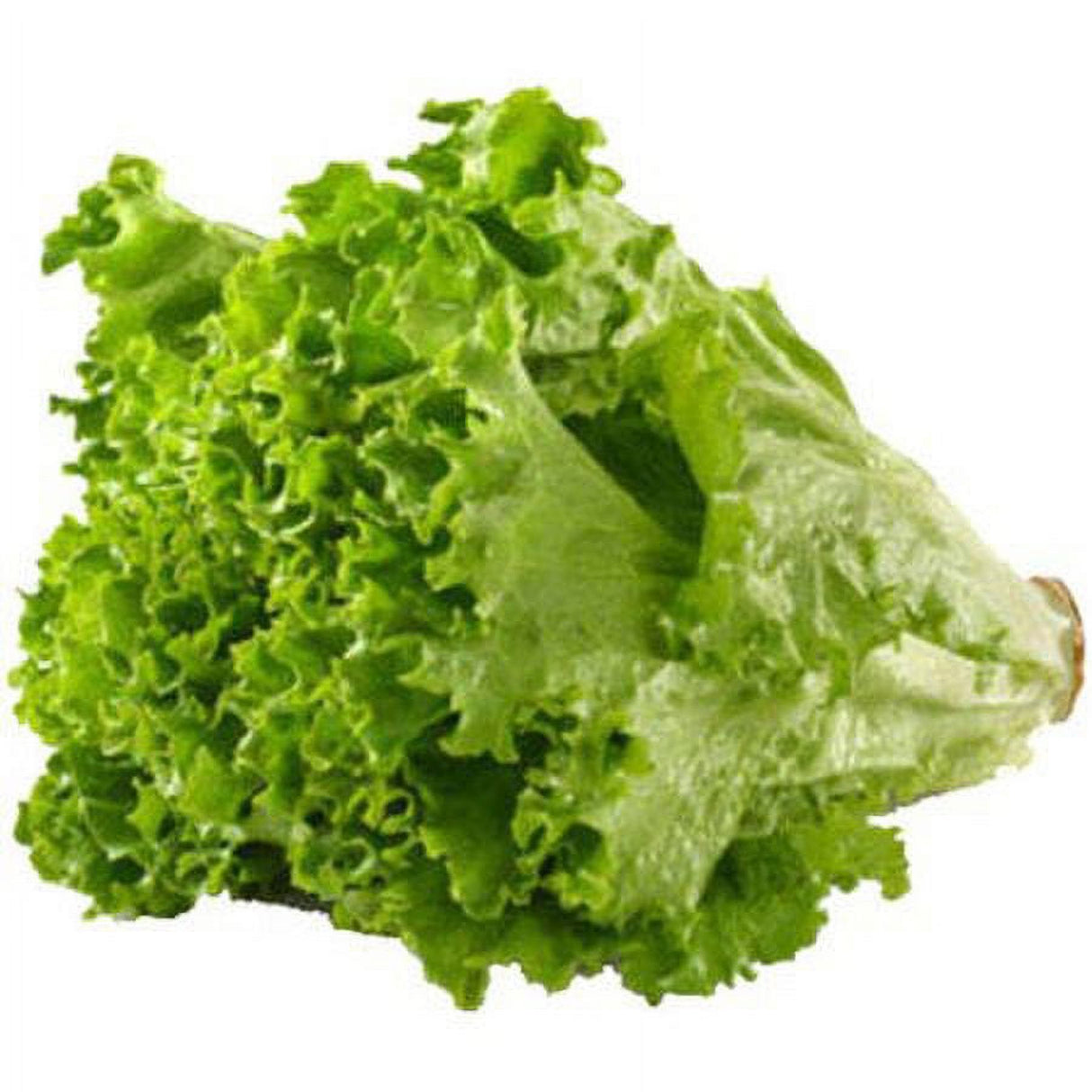 Fresh Lechuga de Hoja Ver Unidad