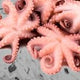 Pulpo Per lb./Octopus Per pound M0205