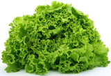 Fresh Lechuga de Hoja Ver Unidad