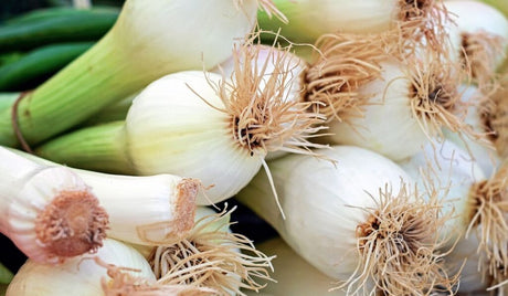 Cebolla Cambray ea./Cambray onion ea.