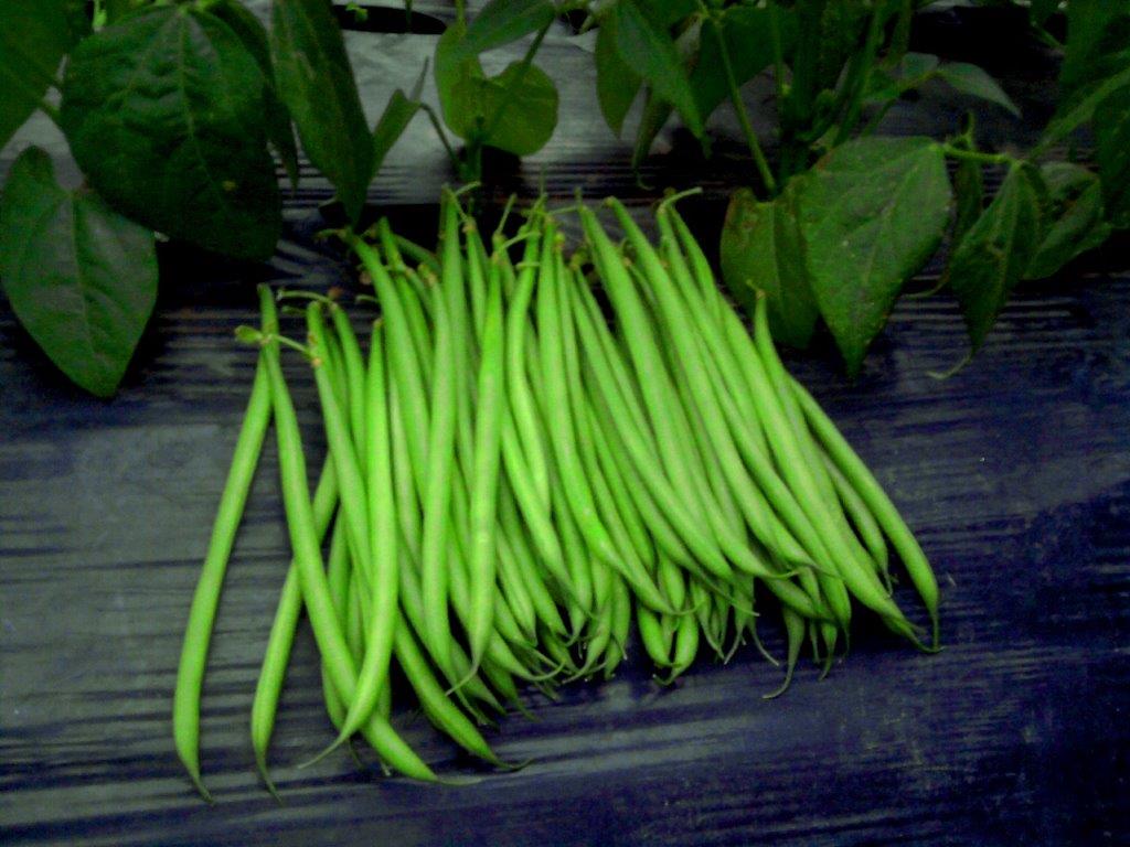 Ejote Per lb./Green Bean Per lb.